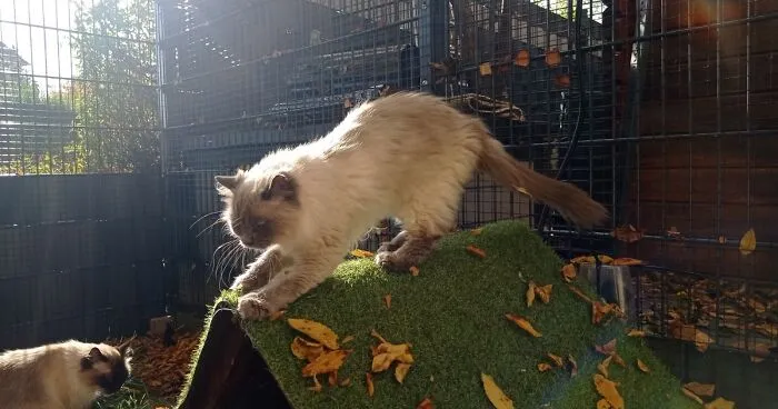 I Built A Small Outdoor Save Space For My Cats