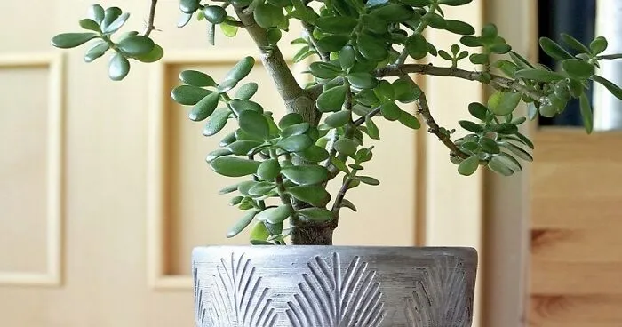 I Recommend These Pet-Friendly Houseplants That Can Coexist Safely With Your Cats And Dogs