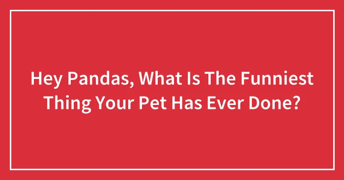 Hey Pandas, What Is The Funniest Thing Your Pet Has Ever Done?