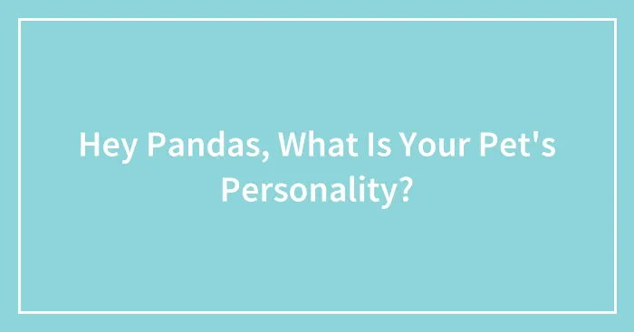 Hey Pandas, What Is Your Pet's Personality?