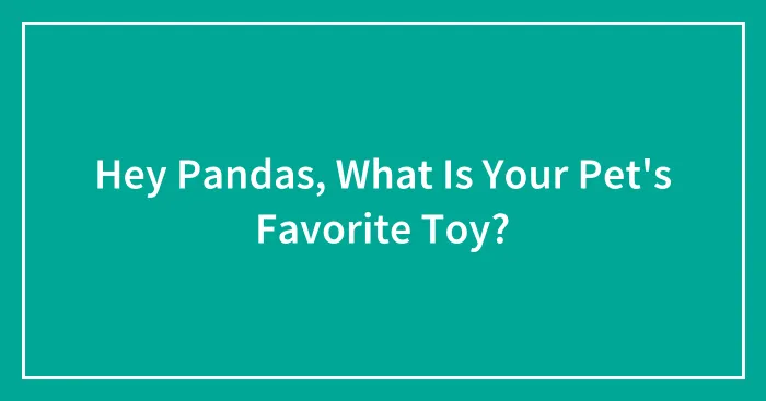 Hey Pandas, What Is Your Pet's Favorite Toy?