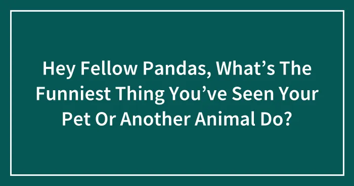 Hey Fellow Pandas, What’s The Funniest Thing You’ve Seen Your Pet Or Another Animal Do?
