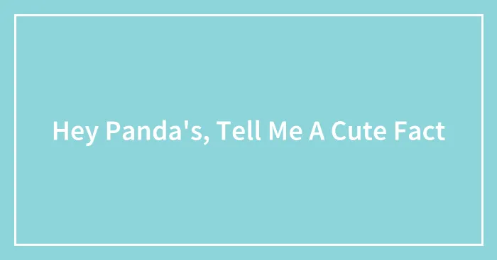 Hey Panda's, Tell Me A Cute Fact