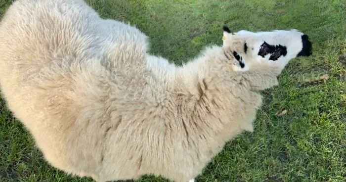 Hey Pandas, Share A Funny Panoramic Photo Of Your Pet (Closed)