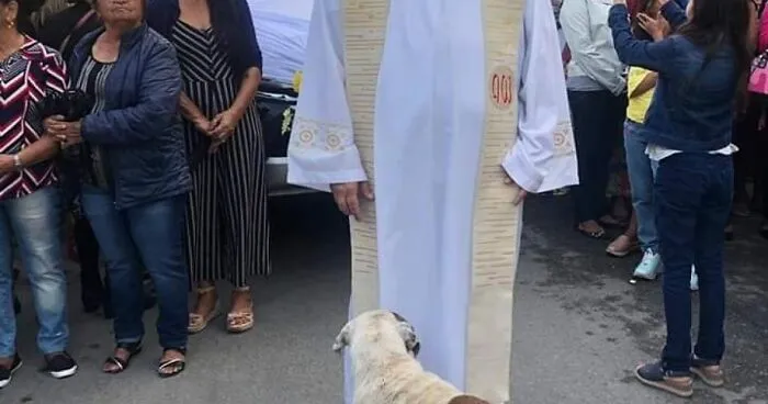 Brazilian Priest Continues To Invite Stray Dogs To Mass And Thus Find Them New Homes