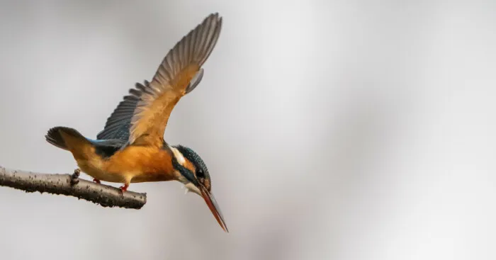 I Capture Every Move Of Diving Kingfishers (16 Pics)