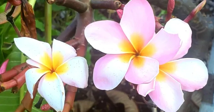 My Best 35 Flower Photos
