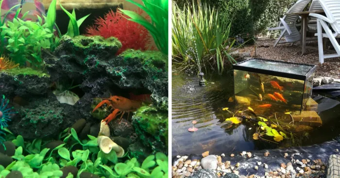 Hey Pandas, Post Pictures Of Your Fish Tanks And Fish That Are In Them (Closed)
