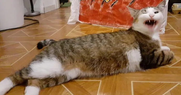 Hey Pandas, Post The Worst Picture Of Your Pet (Closed)