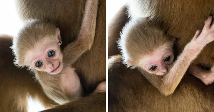 Another Baby Gibbon Was Born In The Skopje Zoo - A Rarity Both In Nature And In The Zoo