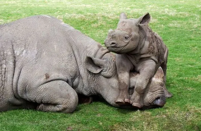 Pequeños