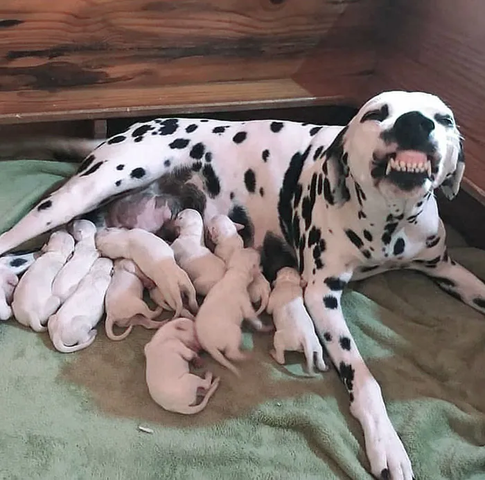 Madre orgullosa 
