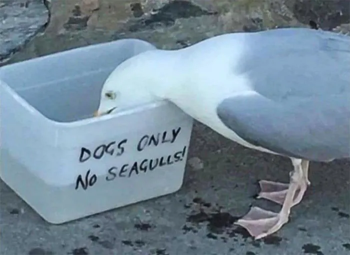 Hubo un intento de detener a las gaviotas