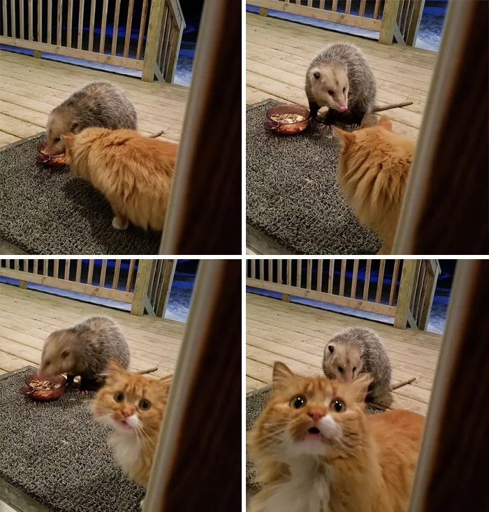 Possum Tries To Steal Cat’s Food, And Cat’s Reaction Is Priceless