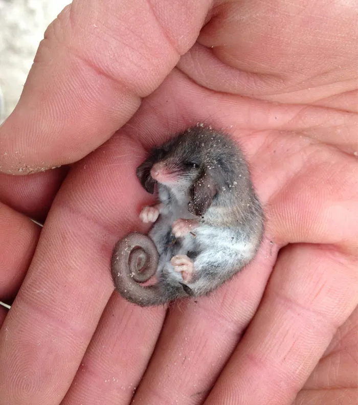 This Little Pygmy-Possum Is Having A Snooze
