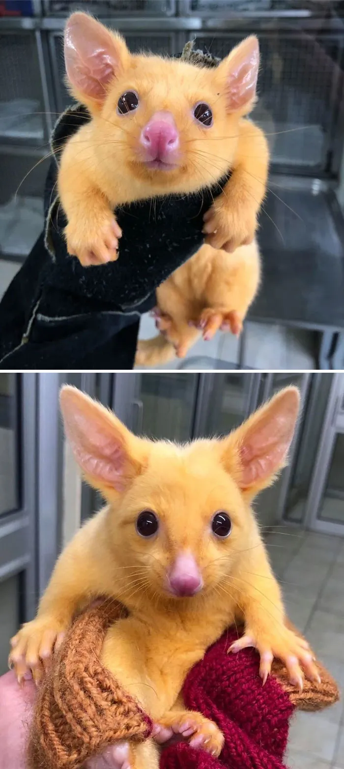 Australian Veterinary Clinic Rescues A Rare Golden Possum, People Say They Just Caught A Pikachu