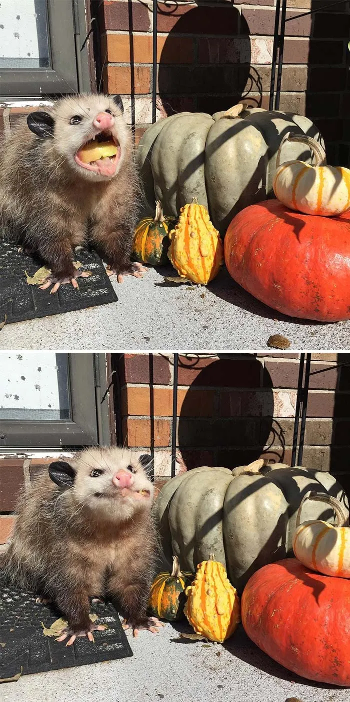 An Opossum Monching On Some Foods