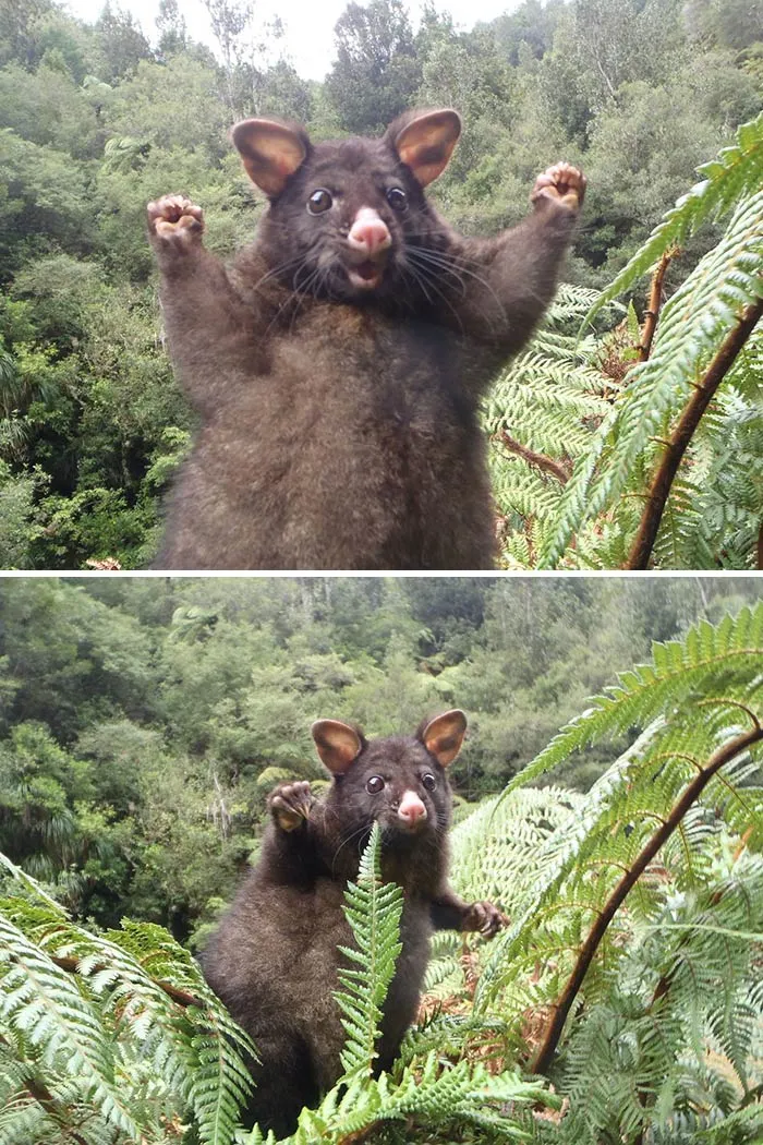 My Step Dad Stumbled Across This Little Guy While Hunting