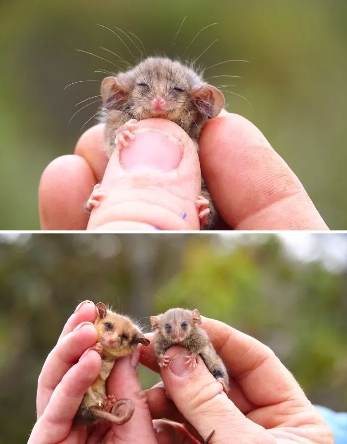 Rare Pygmy Possums Just Got Rediscovered After Fears That Bushfires Wiped Them Out