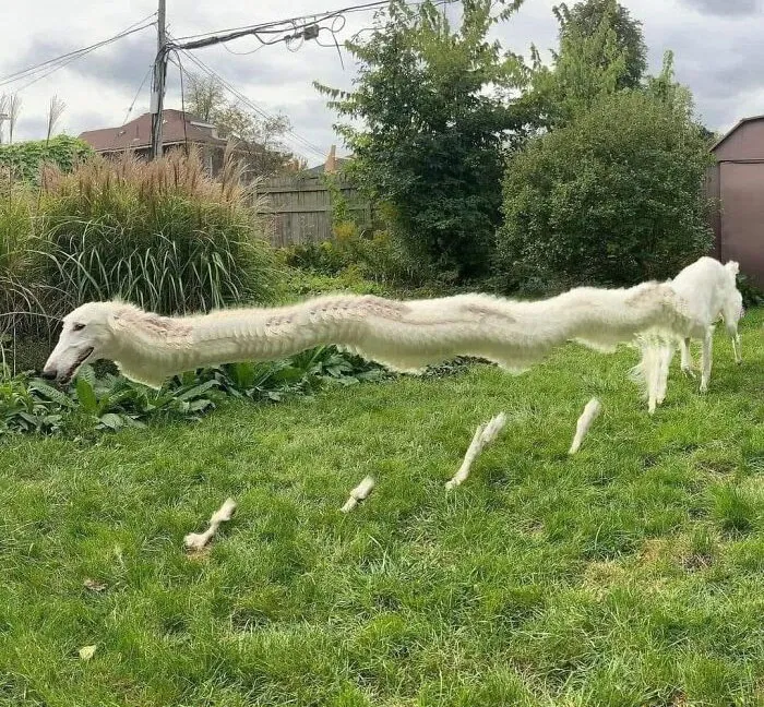 A Dragon Caught On Cam