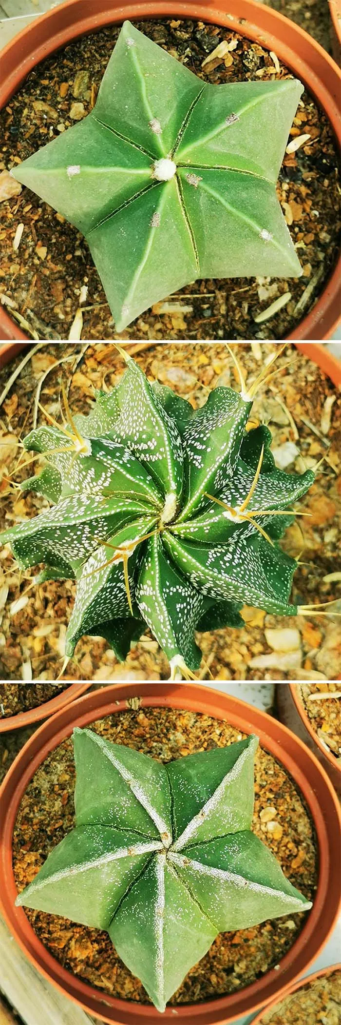 Astrophytum Is My Love. I Collect Them