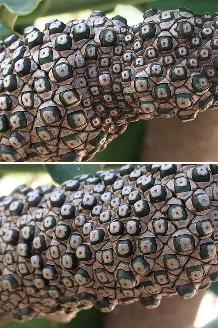 Geometric Products Of The Mayan Jungles