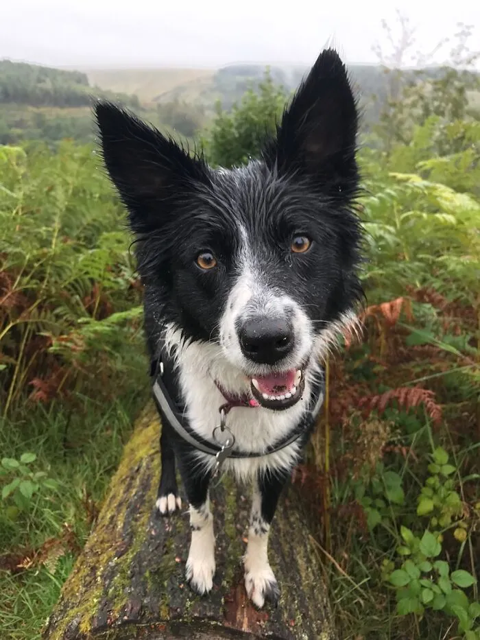 My Bronwen.