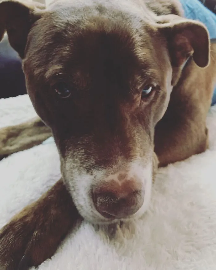 Caring For This Old Man Recovering From Old Dog Vestibular Disease.  14yo And Cute As Ever.