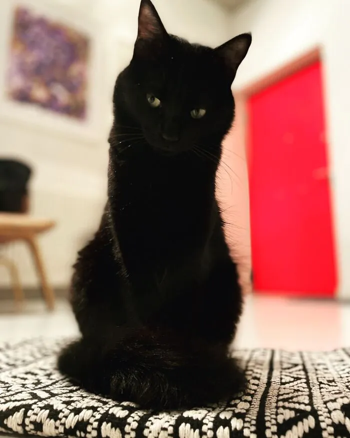 Diego