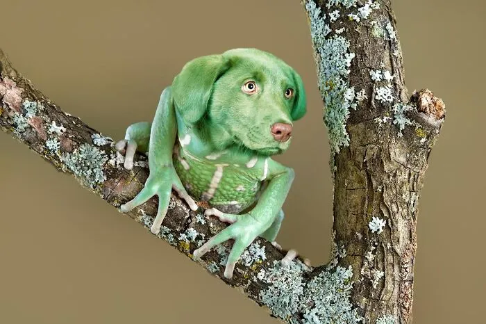 Frog-Doodle
