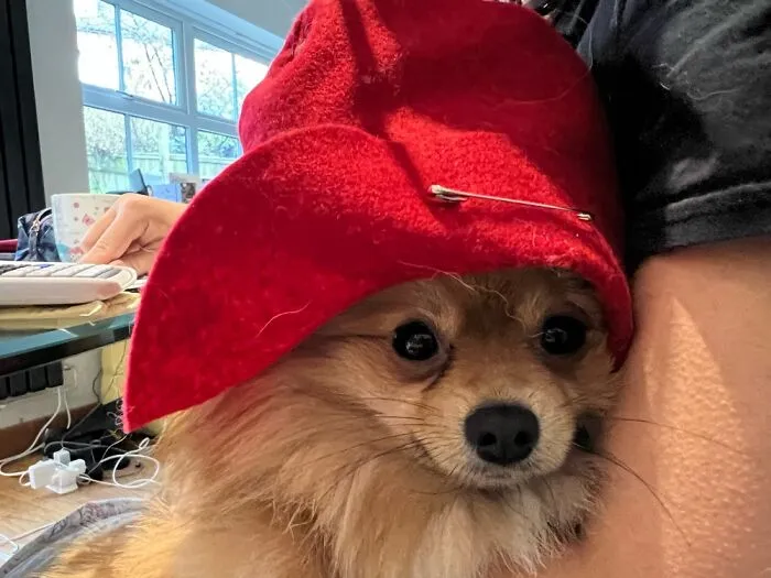Rocket Wearing Her Paddington Hat While I Do My Homework