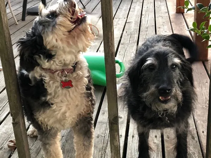 This Is Their Worst Picture. And After Bribing Them With Cookies.