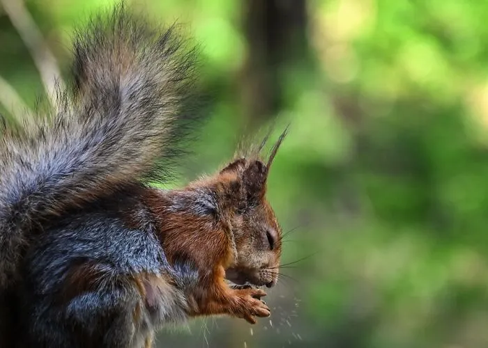 Squirrel Power!