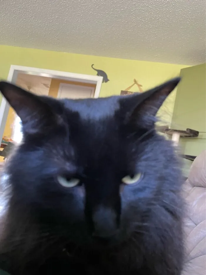 I Am Not Happy With This New Catfood!