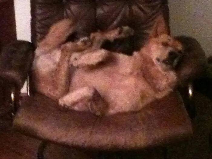 When Clifford’s At Home He Likes To Relax.