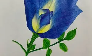 Blue Pea