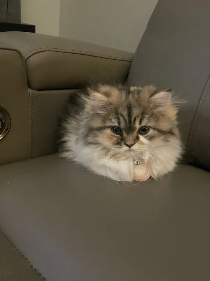 My Little Potato (Real Name: Sweetpea)