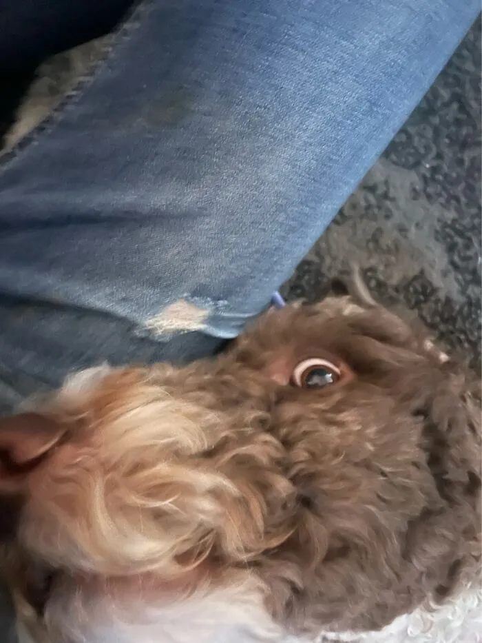 My Dog Looking At Me Like A Psychopath