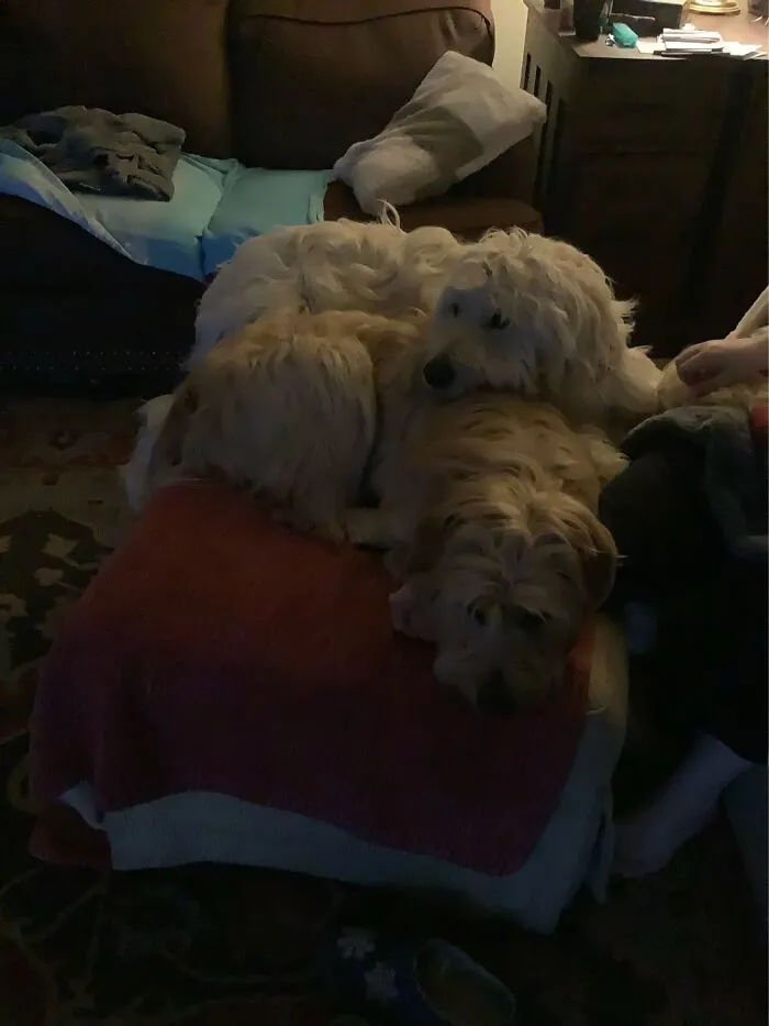 Sleepy And Faithful