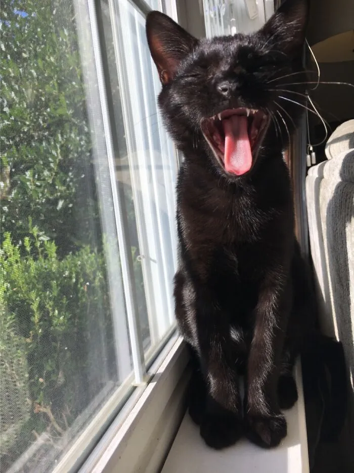 Ha Ha Haa!!! I Tell The Best Cat Jokes!