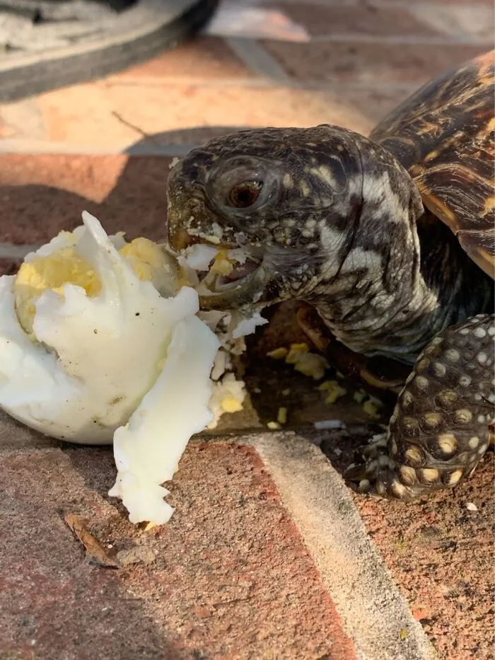 Egg