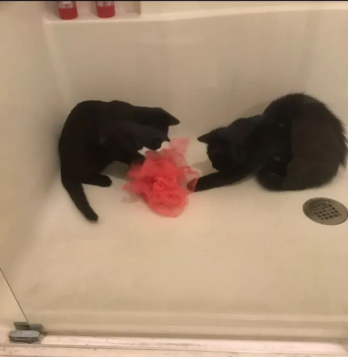 Mama’s New Toy??