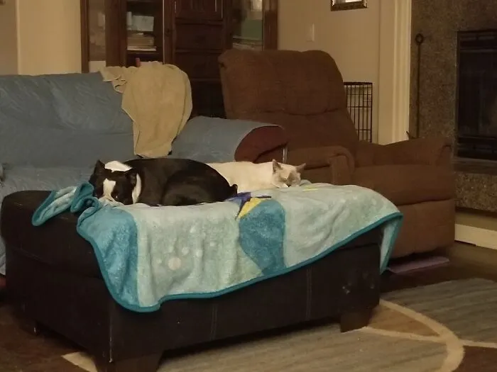 How Did This Happen? They Hate Each Other!