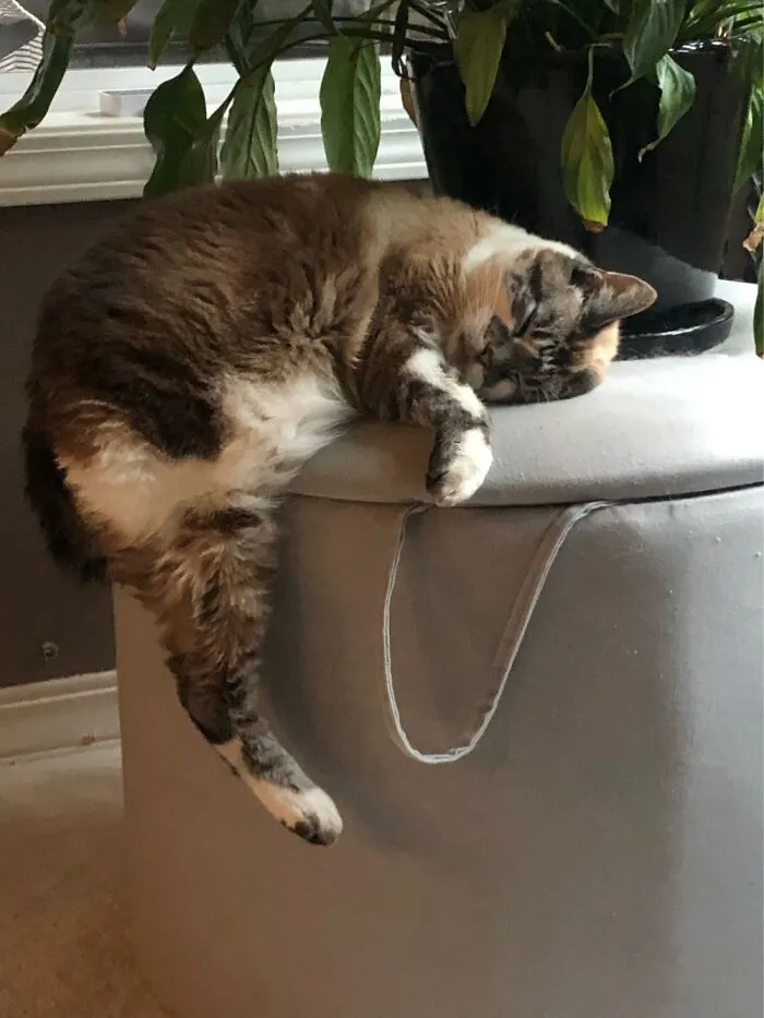 Can’t Commit To The Entire Area So She Keeps Her Option Open