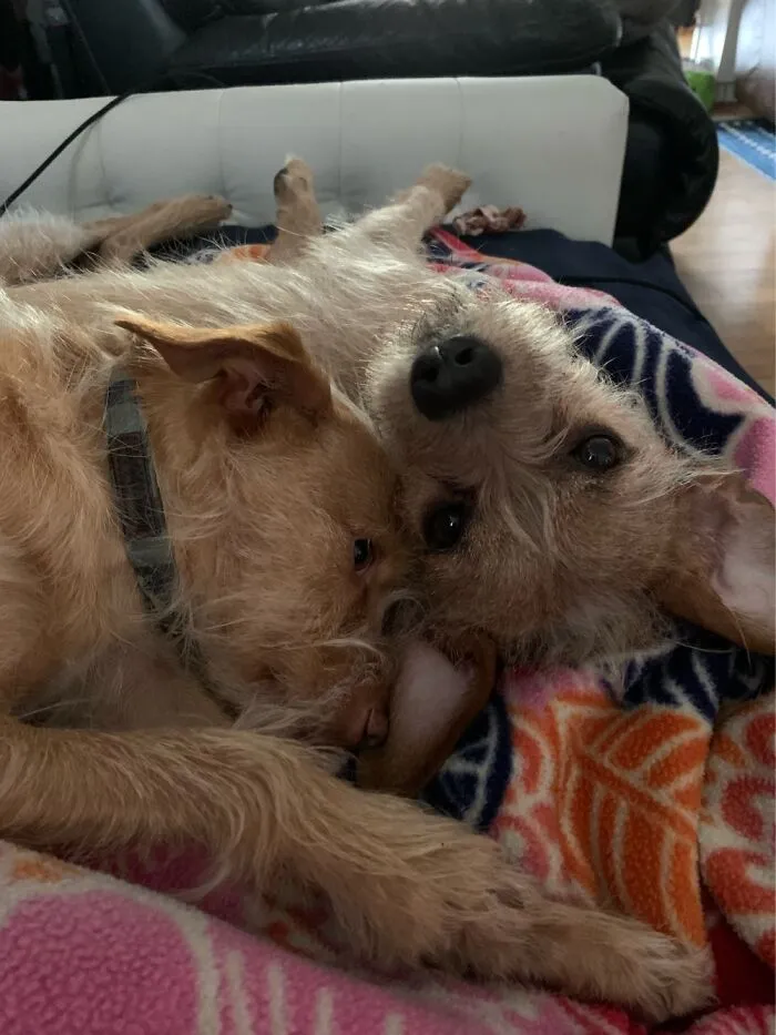 My Boys, Seamus And Rowdy. We Got Rowdy 2 Weeks Ago After He Was Surrendered Back To The Spca.