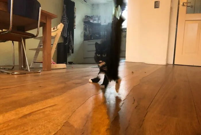 Derp Cat Whisky