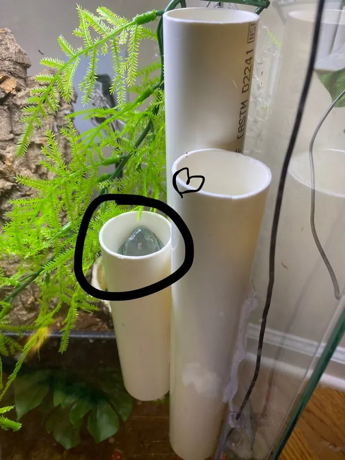 My Frog Who Lives In My Room