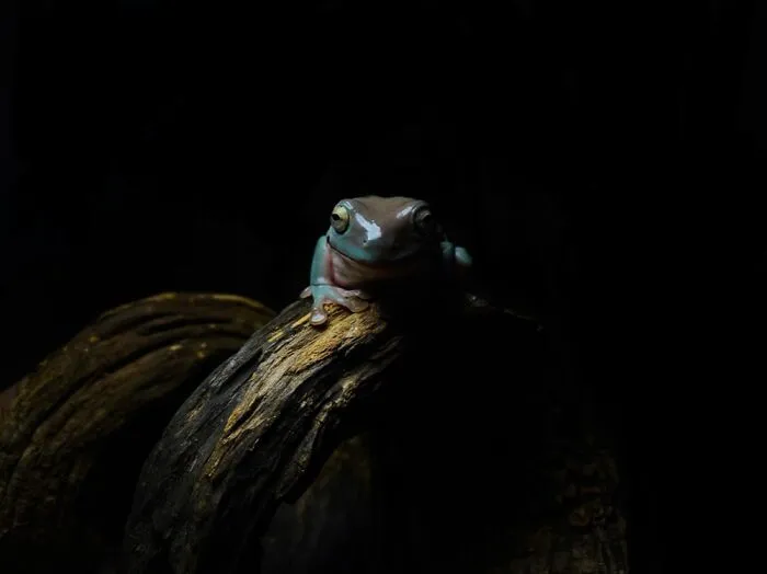 Here Are Some Of The Photos I Have Taken Of My Frog And Gecko
