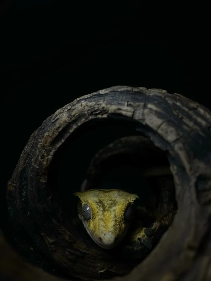 Here Are Some Of The Photos I Have Taken Of My Frog And Gecko