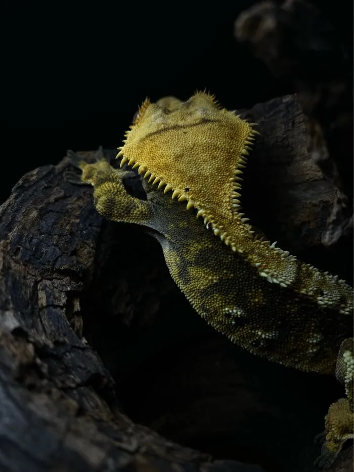 Here Are Some Of The Photos I Have Taken Of My Frog And Gecko